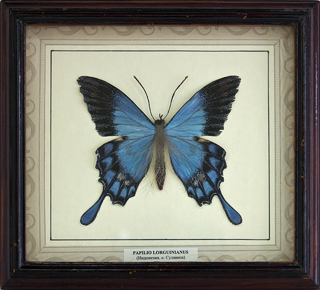 Селивёрстов Леонид Иванович Papilio Lorguinianus (Индонезия о. Сулаве)