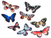 Бабочки Тихого Дона и пейзажи